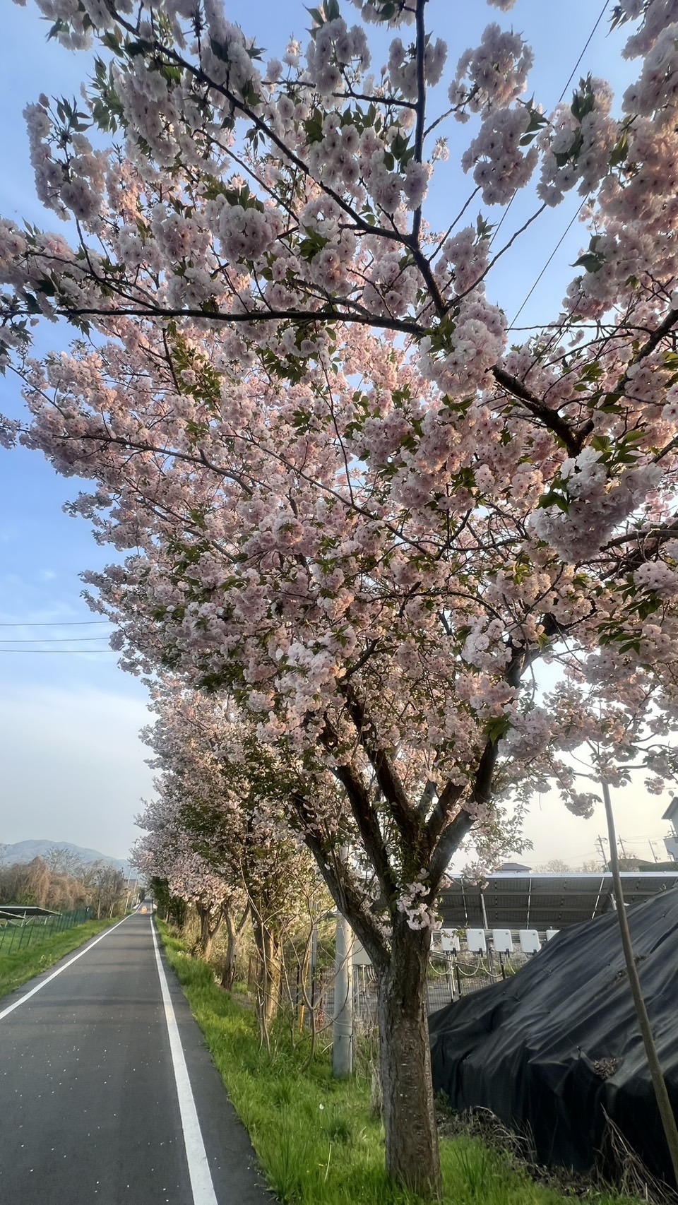S__64479239.jpg